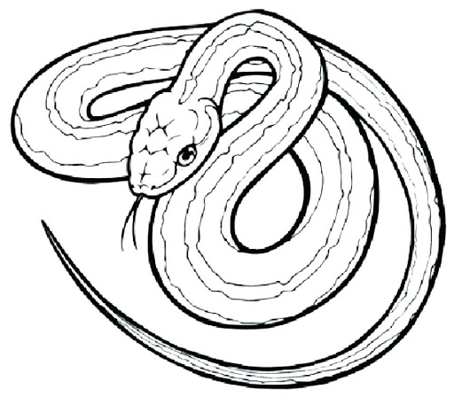 Modest anaconda coloring book